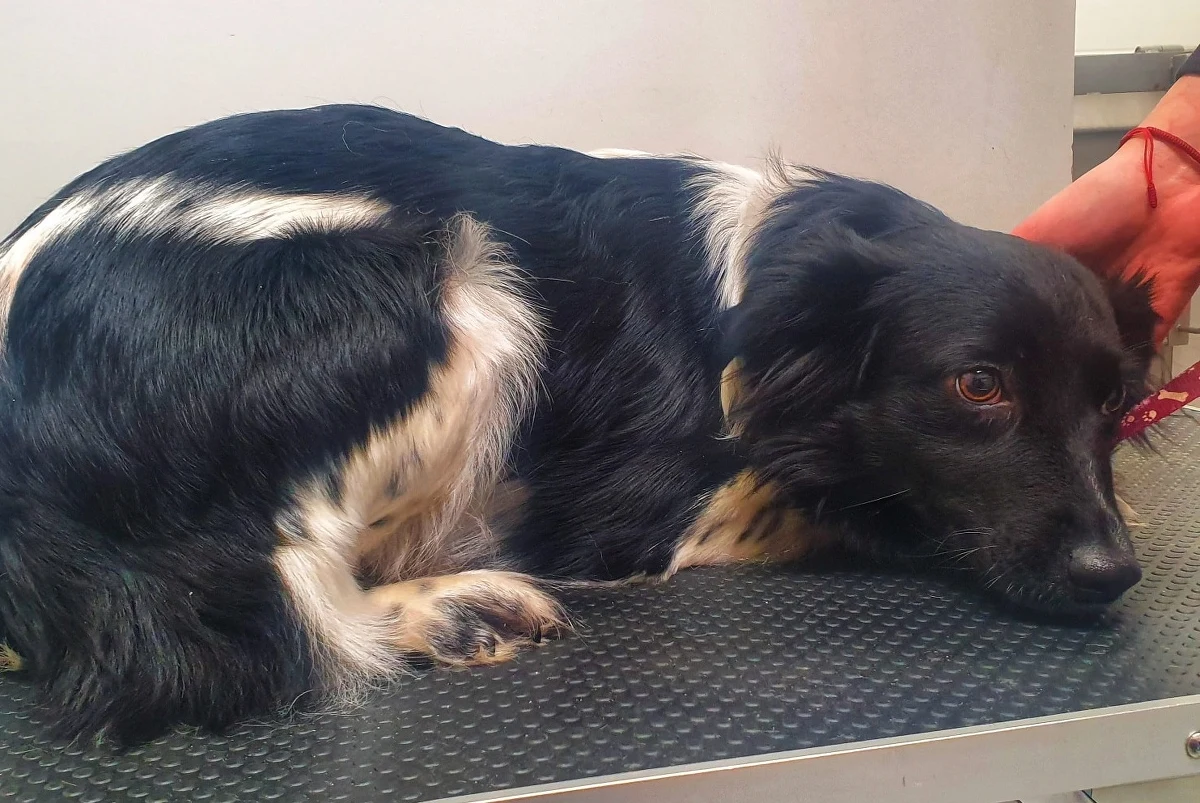 Do Prokuratury Rejonowej w Kaliszu wpłynęło zawiadomienie o podejrzeniu popełnienia przestępstwa zoofilii - powiedział w środę PAP rzecznik prasowy Prokuratury Okręgowej w Ostrowie Wlkp. Maciej Meler. Sprawa dotyczy byłego pracownika schroniska dla zwierząt.