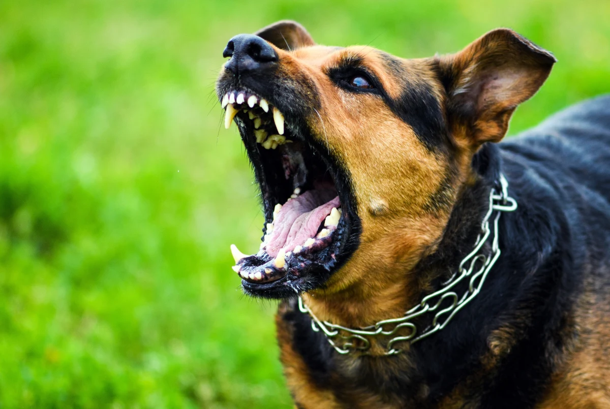 Właściciel, którego pies w lipcu ubiegłego roku w mieszkaniu w Twardogórze pogryzł 6-letnią dziewczynkę, odpowie przed sądem za sprowokowanie zwierzęcia do ataku.