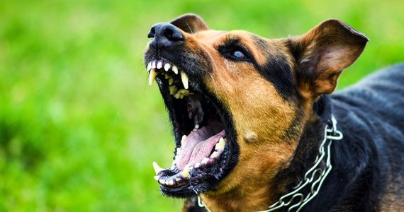 Właściciel, którego pies w lipcu ubiegłego roku w mieszkaniu w Twardogórze pogryzł 6-letnią dziewczynkę, odpowie przed sądem za sprowokowanie zwierzęcia do ataku.