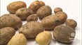„Zdrowie na widelcu: Ziemniaki odpowiednie na pyzy. Uważaj na solaninę!