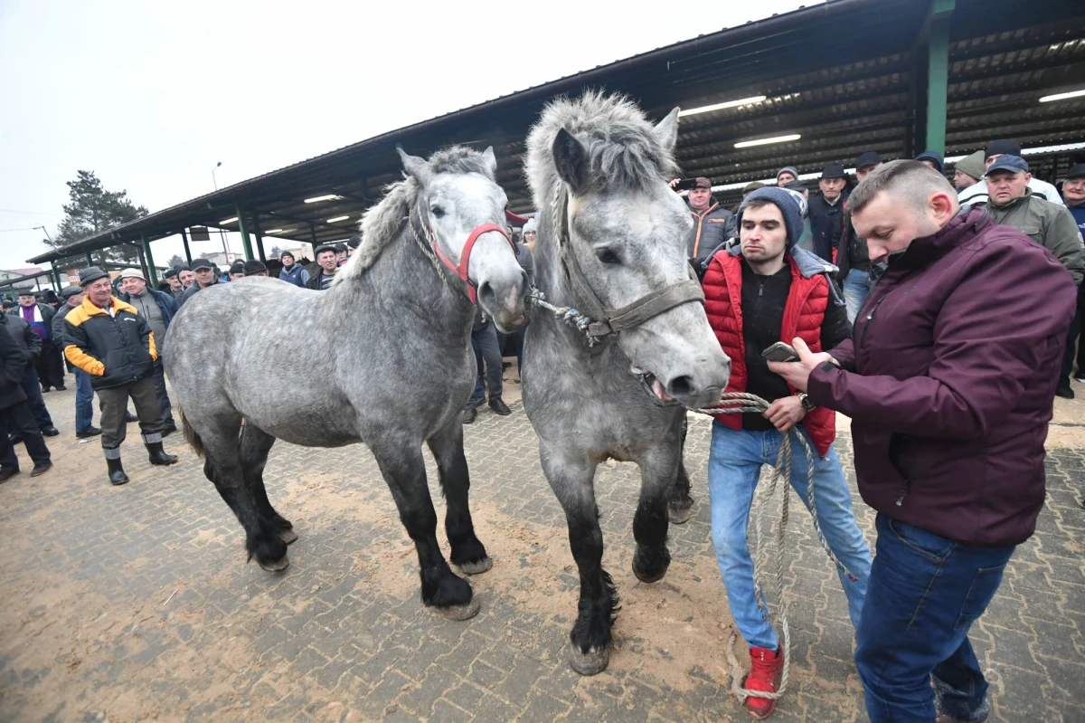 Najstarszy w Polsce Jarmark Koński "Wstępy", odbywający się tradycyjnie w Skaryszewie koło Radomia (Mazowieckie) w pierwszy poniedziałek Wielkiego Postu, został przełożony na lipiec - poinformował burmistrz Skaryszewa Dariusz Piątek. Powodem takiej decyzji jest zagrożenie wścieklizną na terenie powiatu radomskiego, a także pandemia Covid-19.