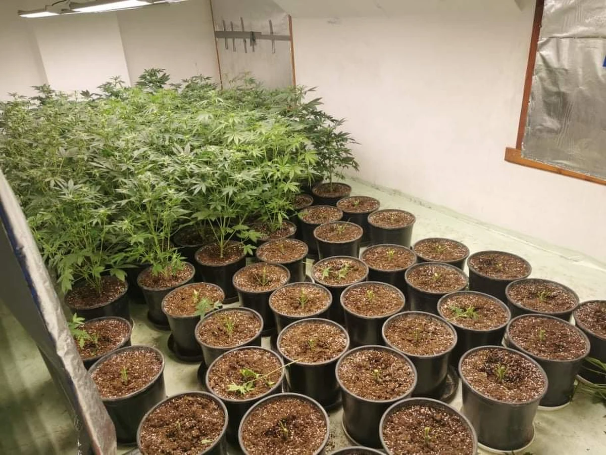 Policjanci kryminalni z małopolskiej Alwerni zlikwidowali plantację konopi indyjskich. W sumie śledczy zabezpieczyli 434 donice krzewów i 9 kg ściętych już konopi. W sprawie zatrzymano 3 osoby.