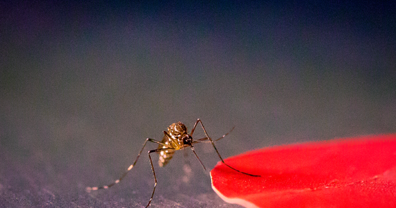 Zima to nie pora komarów, ale dokuczliwe owady latem znów dadzą o sobie znać. Więc warto poznać najnowsze wyniki badań pokazujących, skąd wynika ich zdolność do namierzania nas w każdej sytuacji. Naukowcy z University of Washington w Seattle, University of California w Santa Barbara i Albert-Ludwigs-Univesität Freiburg piszą na łamach czasopisma "Nature Communications", że istotne znaczenie ma dla tych owadów wzrok. Szczególnie wrażliwe są na barwę czerwoną. A kolor naszej skóry, nawet jeśli się przesadnie nie rumienimy, zawiera wystarczająco dużo barwy czerwonej, by zwrócić ich uwagę.