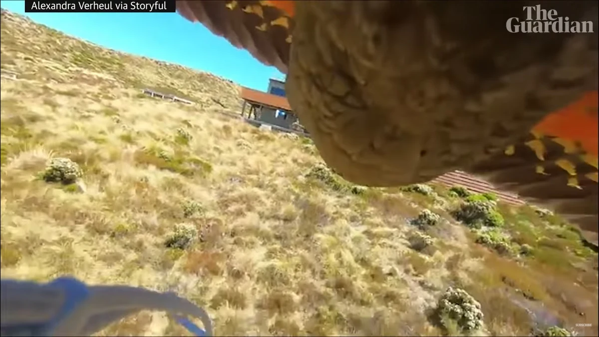 Papuga z endemicznego gatunku nestor kea ukradła kamerę rodzinie przebywającej na wycieczce w parku narodowym Fiordland w Nowej Zelandii i sfilmowała swój lot - podaje w piątek dziennik "The Guardian".