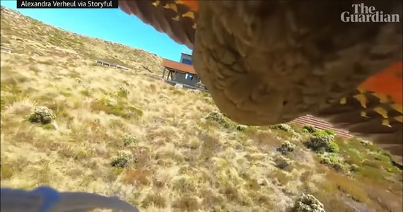Papuga z endemicznego gatunku nestor kea ukradła kamerę rodzinie przebywającej na wycieczce w parku narodowym Fiordland w Nowej Zelandii i sfilmowała swój lot - podaje w piątek dziennik "The Guardian".
