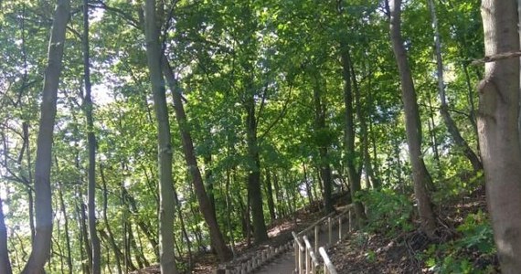​Władze Gdańska chcą odtworzyć park leśny przy Uniwersyteckim Centrum Klinicznym na Aniołkach. Istniał on w latach 40. XX wieku. Mieszkańcy do końca lutego będą mieli wgląd w projekt zagospodarowania tego terenu.
