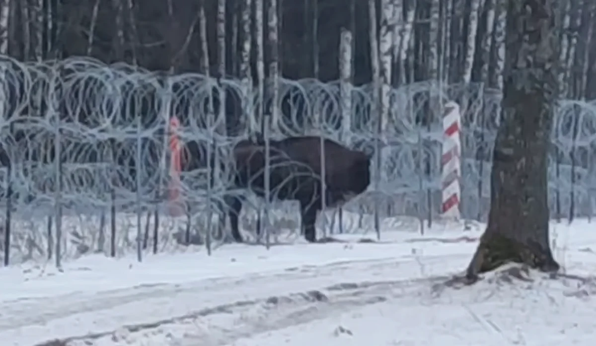 Wojsko przepuściło przez zasieki żubra, który od kilku tygodni próbował wrócić z Białorusi do stada w Polsce - poinformował 11. mazurski pułk artylerii. W takich sytuacjach rozgradzamy concertinę i wykładamy karmę, aby zanęcić zwierzę do przejścia - wyjaśniła wiceminister klimatu i środowiska Małgorzata Golińska. 