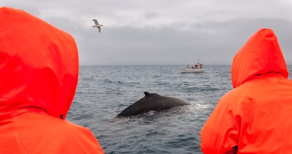 Islandia - jeden z trzech krajów na świecie, gdzie wciąż zezwala się na połów wielorybów - zamierza od 2024 r. skończyć z tą praktyką. Powodem jest niski popyt - poinformował w piątek rząd islandzki.