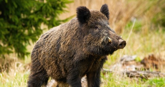 Około 40 tysięcy dzików zostanie odstrzelonych w Zachodniopomorskiem. Akcja zostanie przeprowadzona w ramach tzw. odstrzału. Do tego należy jeszcze doliczyć zwierzęta, które zostaną zastrzelone w ramach odstrzału łowieckiego - podaje portal GS24.pl. 