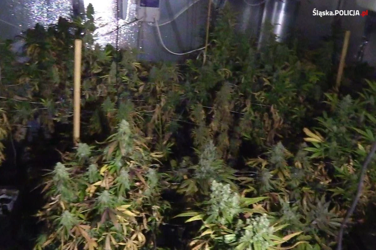 Śląscy policjanci zlikwidowali dwie plantacje konopi indyjskich w pralni chemicznej - prowadziły do nich ukryte przejścia. Było tam 220 roślin, sprzęt do ich uprawy i 3 kg gotowej już marihuany.


