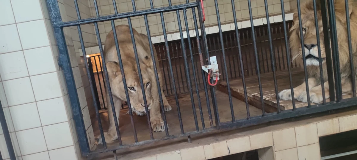 29-letni mieszkaniec Warszawy wjechał swoim samochodem do zoo i próbował dostać się do wybiegu dla lwów - poinformowała PAP rzeczniczka Komendy Rejonowej Policji Warszawa VI kom. Paulina Onyszko. Mężczyzna nie miał prawa jazdy oraz, co może tłumaczyć jego szokujące zachowanie, był pod wpływem narkotyków.