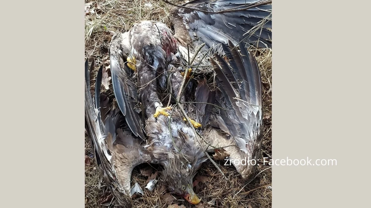 Mieszkańcy Majdanu Zahorodyńskiego w województwie lubelskim uratowali dwa zakleszczone orły bieliki, które w niedzielę spadły na ziemię w pobliżu domów. Ptaki zostały rozdzielone i trafiły do Ośrodka Rehabilitacji Dzikich Zwierząt w Skrzynicach.