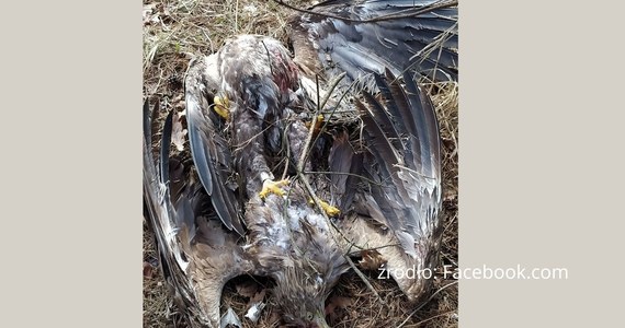 Mieszkańcy Majdanu Zahorodyńskiego w województwie lubelskim uratowali dwa zakleszczone orły bieliki, które w niedzielę spadły na ziemię w pobliżu domów. Ptaki zostały rozdzielone i trafiły do Ośrodka Rehabilitacji Dzikich Zwierząt w Skrzynicach.