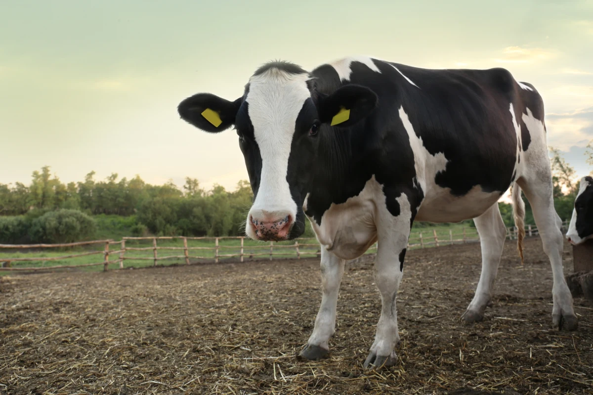 Policjanci ze Sztumu na terenie gospodarstwa rolnego w gminie Mikołajki Pomorskie znaleźli 11 padniętych cielaków i jedną krowę oraz 20 zagłodzonych i zaniedbanych krów. 41-letni rolnik odpowie za znęcanie się nad zwierzętami.