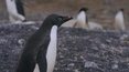 Pingwin prawdę o ociepleniu klimatu Ci powie