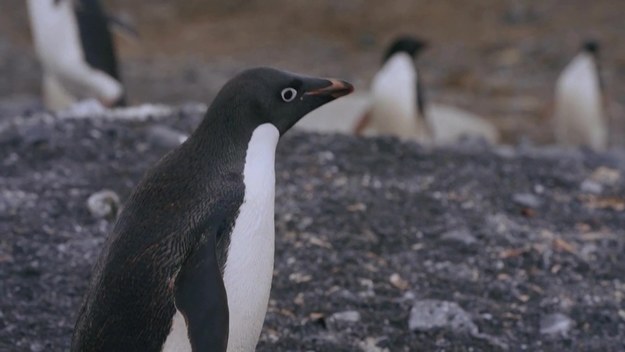 Naukowcy pracujący na Antarktydzie doszli do wniosków, że najlepszym "barometrem" stanu klimatu jest wielkość populacji pingwinów. Liczebność tych ptaków gniazdujących na wybrzeżu Morza Wedella jest wprost proporcjonalna do utrzymującej się podczas antarktycznego lata pokrywy lodowej. Mniej lodu, mniej pingwinów. Ornitolodzy i glacjolodzy przyglądają się pingwinom z lądu, morza, powietrza, a nawet kosmosu.