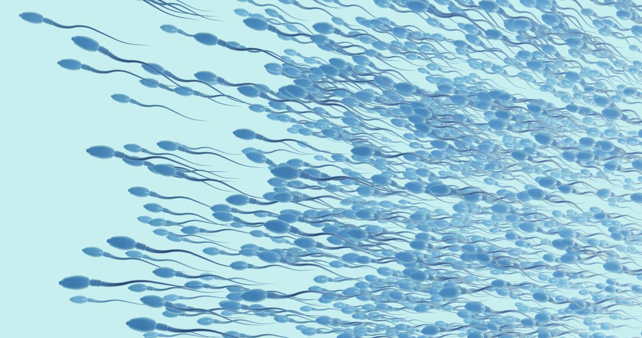 Przywrócili naturalną spermatogenezę . Przełom leczenia niepłodności