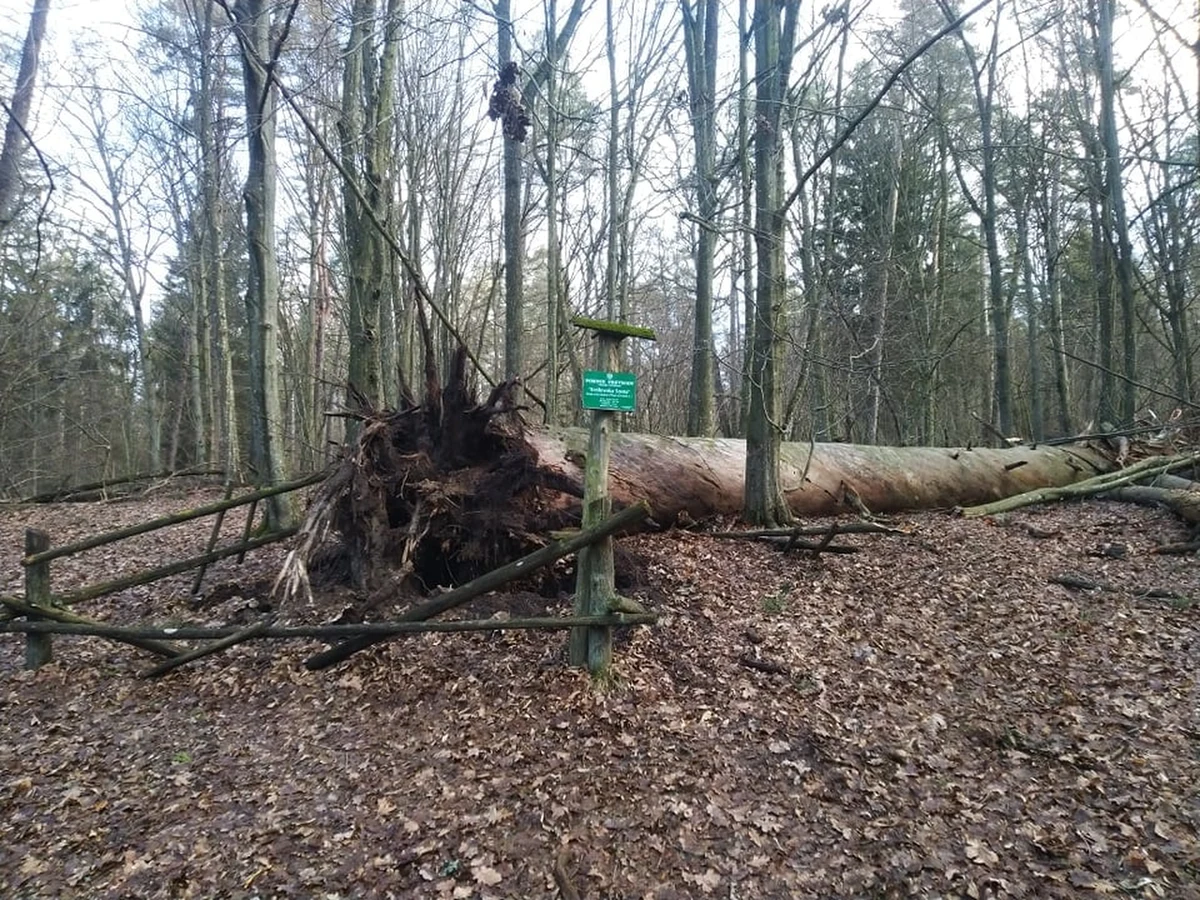 Silny wiatr przewrócił "Królewską Sosnę”, pomnik przyrody z rezerwatu nad Jeziorem Mokrym - podał w środę Mazurski Park Krajobrazowy. Wiek tego drzewa szacowany jest na 320 lat.