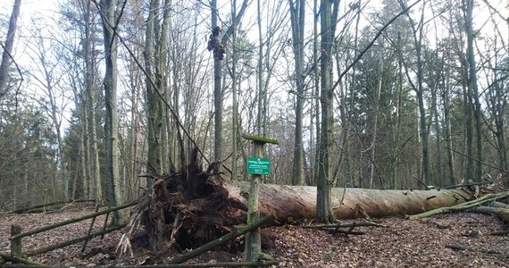 Silny wiatr przewrócił "Królewską Sosnę”, pomnik przyrody z rezerwatu nad Jeziorem Mokrym - podał w środę Mazurski Park Krajobrazowy. Wiek tego drzewa szacowany jest na 320 lat.
