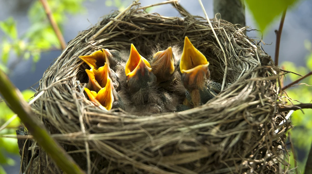 Pracownicy Zarządu Dróg Miasta Krakowa przeszli szkolenia ornitologiczne. Okazuje się że mają bardzo często do czynienia np. z gniazdowaniem ptaków na elementach miejskiej infrastruktury.
