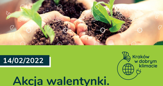 Domową roślinę otrzyma każdy, kto 14 lutego przyjdzie przed Urząd Miasta Krakowa przy pl. Wszystkich Świętych i odda elektroodpad. "Akcja walentynki. Pokochaj planetę" nie skończy się na tym jednym dniu – do 18 lutego uczniowie będą zbierać zużyte urządzenia na terenie swoich szkół.