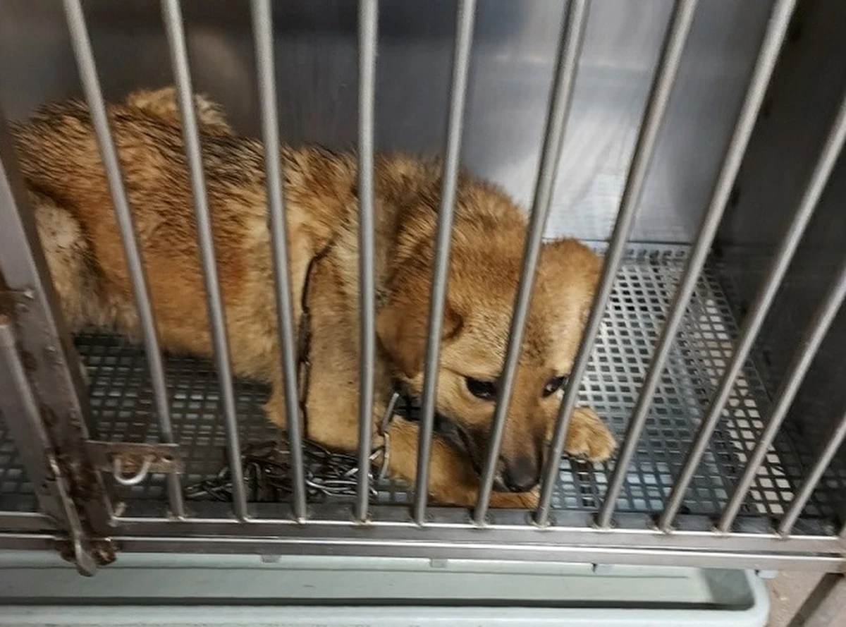 ​Policja zatrzymała 38-latka z Międzyrzeca Podlaskiego, który przywiązał psa do drzewa i go tam zostawił. Mężczyzna usłyszał zarzut znęcania się nad zwierzęciem.