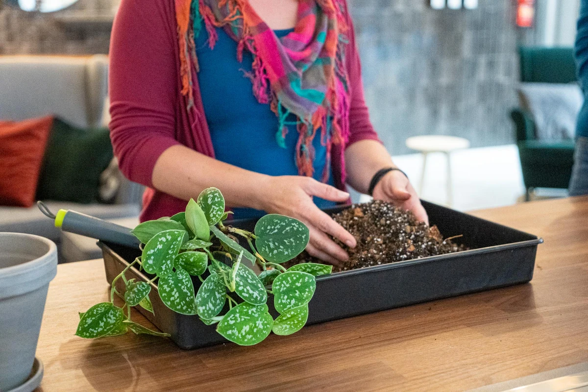 We Wrocławiu powstała - Przesadzarnia. To coś w rodzaju prywatnej lecznicy dla roślin. Pracujący w niej specjaliści przesadzą naszą domową zieleń do starannie dobranego podłoża. Potrafią też wesprzeć rośliny w walce z chorobami i szkodnikami.