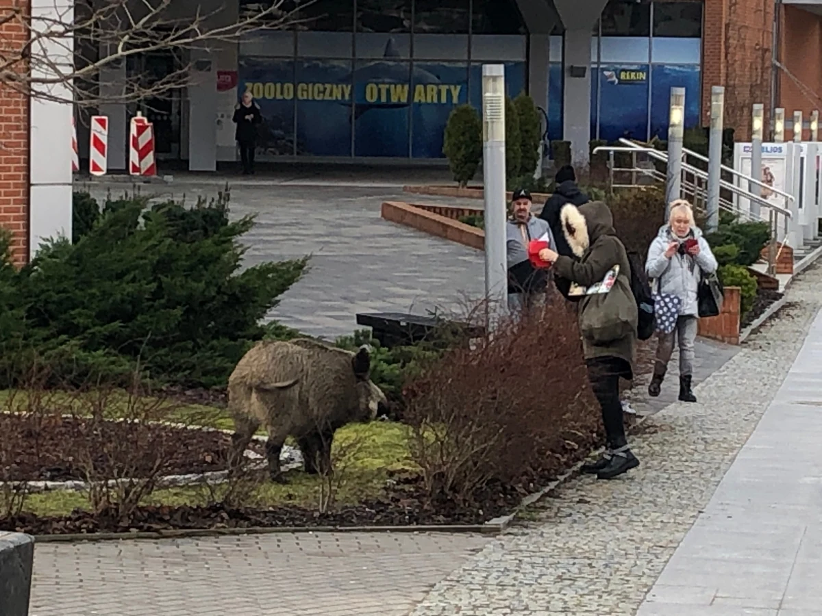 Po kilku miesiącach spokoju w centrum Olsztyna ponownie można spotkać dziki. W 2019 i 2020 roku zwierzęta te całymi stadami spacerowały po mieście. Teraz na szczęście zdarzają się tylko pojedyncze przypadki.