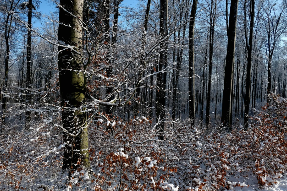 Sobota będzie pogodnym dniem. Jedynie na krańcach wschodnich możliwe są zanikające opady śniegu lub deszczu. Temperatura będzie dodatnia - miejscami do 5 stopni na plusie.