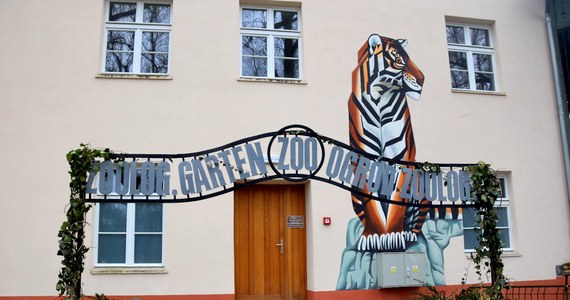 150-letnią historię poznańskiego ogrodu zoologicznego można poznać dzięki nowo otwartemu Muzeum Historii Zoo i Lwa. Powstało ono jako jeden z projektów Poznańskiego Budżetu Obywatelskiego. Co oznacza nazwa muzeum?