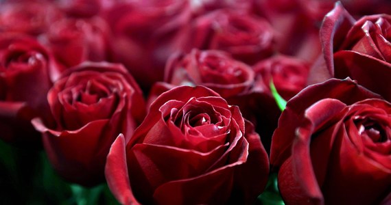 O ponad 200 procent wzrosła sprzedaż róż na walentynki na rynku hurtowym w Broniszach (woj. mazowieckie). Jak mówią eksperci, kwiaty są droższe niż rok temu, choć te z Holandii nie podrożały. Najpopularniejsze w tym roku są róże w kolorze Veri Peri - to połączenie niebieskiego z fioletem i czerwienią.