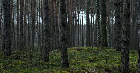 "Wybraliśmy ten dzień, 14 lutego, Święto Zakochanych, symbolicznie, aby służyło jako drogowskaz dla RDOŚ w Krakowie - niech ponownie wkroczy i podąża zieloną ścieżką miłości do przyrody" - tak o proteście przed Regionalną Dyrekcją Ochrony Środowiska (RDOŚ) w Krakowie zaplanowanym na godzinę 12:00 w poniedziałek mówią ekolodzy z "Akcji ratunkowej dla Krakowa".