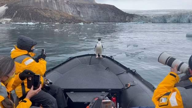 Atak lamparta morskiego nie należy do najprzyjemniejszych doznań. Przekonał się o tym pewien pingwin. Tym razem miał dużo szczęścia, bo akurat tuż obok przepływała turystyczna łódka. Zwierzę schroniło się na pokładzie, a później, w towarzystwie ciekawskich obserwatorów, zostało odeskortowane w bezpieczne miejsce.
