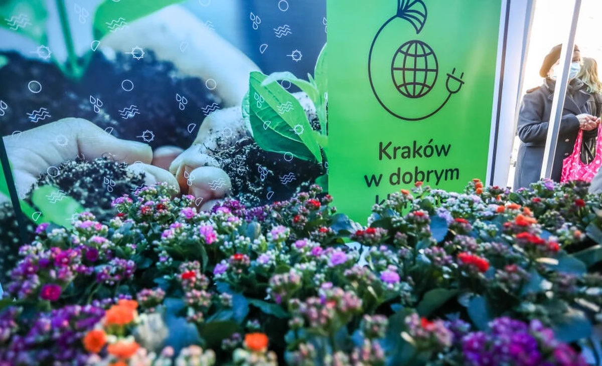 Kraków w dobrym klimacie - to projekt, w którym stolica Małopolski chce pokazać jak ważne jest przygotowania miasta i jego mieszkańców na zmiany klimatyczne. Oprócz akcji edukacyjnych, czy planowania każdej miejskiej inwestycji także pod względem zmian klimatycznych, organizowane są akcje takie jak dzisiejsza - za oddanie elektrośmieci można było dostać sadzonki kwiatów, oraz karmniki i budki lęgowe dla ptaków pochodzące z zużytych starych mebli.