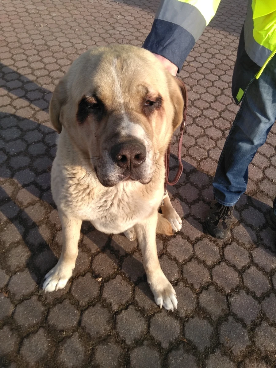 Strażacy - ochotnicy uratowali psa uwięzionego w piwnicy opuszczonego budynku w Dysie koło Lublina. Był wystraszony i wygłodzony. Jeśli nie znajdą się jego właściciele, trafi do schroniska.
