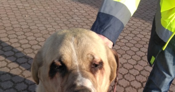 Strażacy - ochotnicy uratowali psa uwięzionego w piwnicy opuszczonego budynku w Dysie koło Lublina. Był wystraszony i wygłodzony. Jeśli nie znajdą się jego właściciele, trafi do schroniska.
