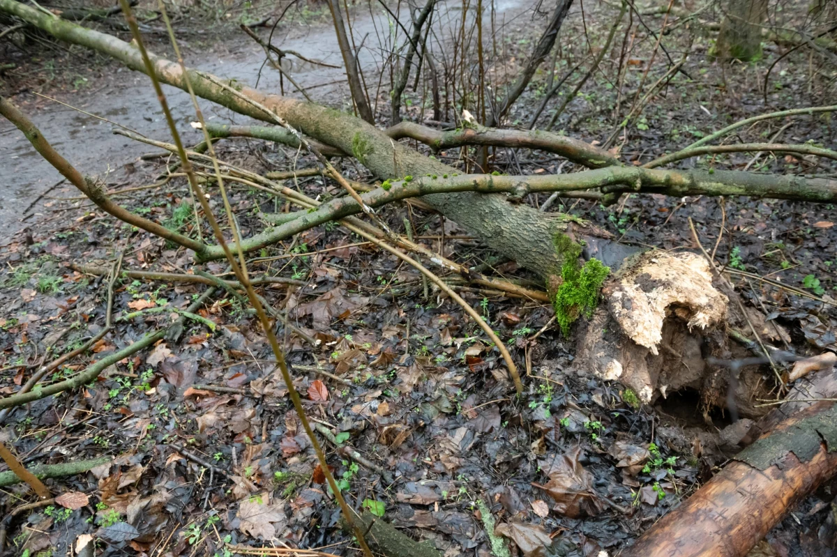 Ponad 760 zgłoszeń wpłynęło w ostatnich godzinach do wielkopolskich strażaków w związku z silnym wiatrem. Straż pożarna interweniuje w całym regionie, nie ma osób poszkodowanych.