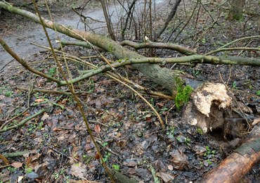 Wielkopolska: Powalone drzewa, zerwanie sieci energetyczne