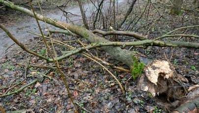 Wielkopolska: Powalone drzewa, zerwanie sieci energetyczne