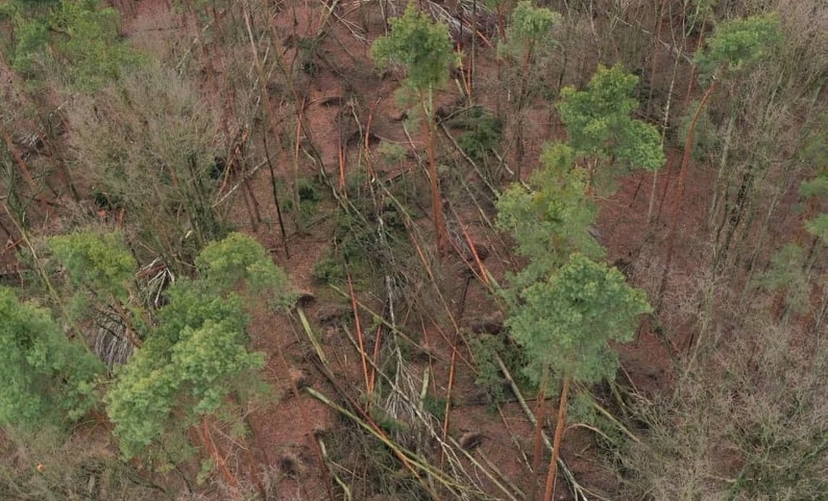 ​Regionalna Dyrekcja Ochrony Środowiska w Warszawie zamierza wydać zakaz wstępu do Lasu Kabackiego - dowiedział się reporter RMF FM. Powodem jest zagrożenie spowodowane zwalonymi przez wichurę drzewami.