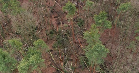 ​Regionalna Dyrekcja Ochrony Środowiska w Warszawie zamierza wydać zakaz wstępu do Lasu Kabackiego - dowiedział się reporter RMF FM. Powodem jest zagrożenie spowodowane zwalonymi przez wichurę drzewami.