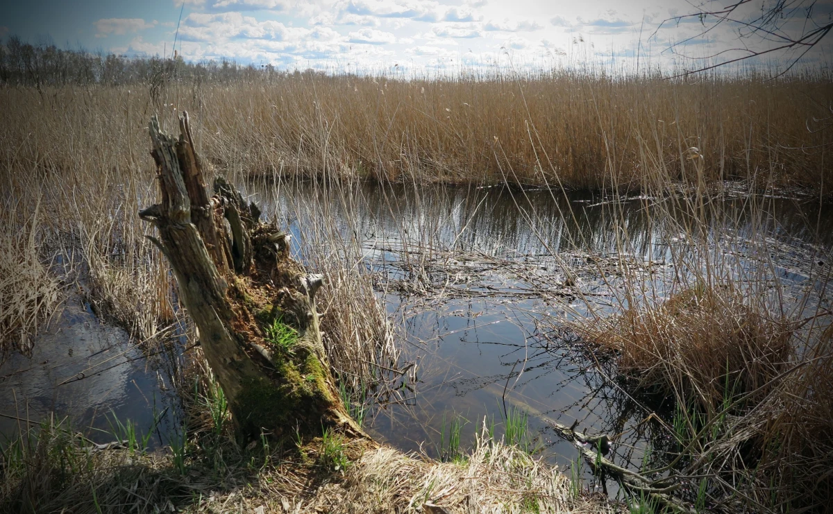 Dwóch mężczyzn wypłynęło w nocy kajakiem na jezioro Kruklin w powiecie giżyckim. Gdy kajak się wywrócił, zdołali wydostać się na brzeg; ale jeden z nich wkrótce zmarł - podała w piątek rzeczniczka giżyckiej policji st. asp. Iwona Chruścińska.
