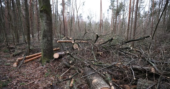 Jest zakaz wstępu do Lasu Kabackiego. Decyzję wydał Regionalny Dyrektor Ochrony Środowiska w Warszawie w związku z zagrożeniem, jakie dla ludzi wchodzących do rezerwatu mogą spowodować drzewa uszkodzone przez czwartkową wichurę. 