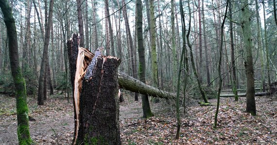 2,7 tys. interwencji strażaków w związku z silnym wiatrem - głównie powalone drzewa i uszkodzenia dachów. To bilans kilkunastu minionych godzin w województwie zachodniopomorskim. Bez prądu pozostaje ponad 200 tys. odbiorców.