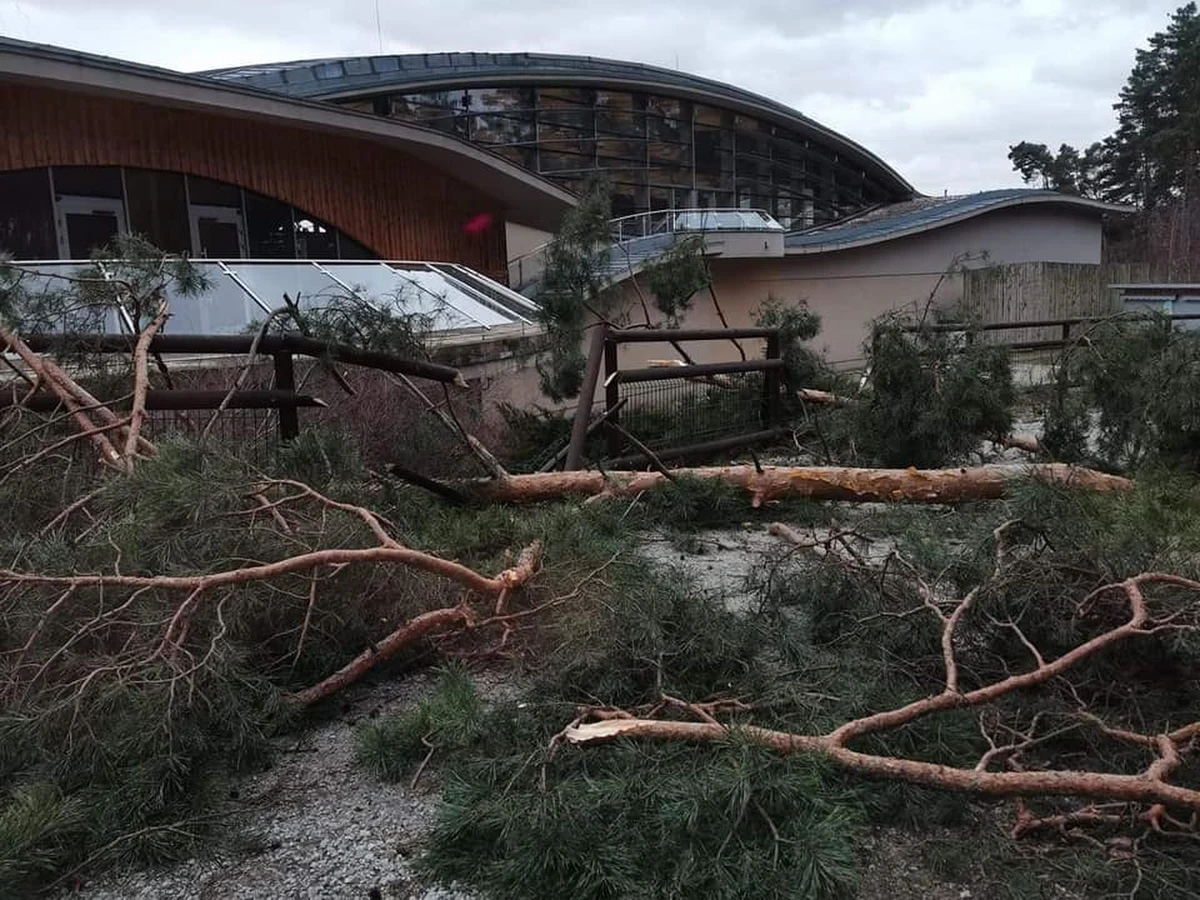 Z powodu wichur, jakie przechodzą nad regionem, w Poznaniu zamknięto Nowe Zoo. W mieście nie działa także około 20 sygnalizacji świetlnych. Strażacy usuwają również połamane gałęzie i drzewa z dróg i torowisk.