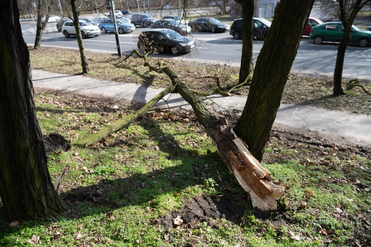 W sobotę przyszła druga fala zniszczeń po silnych podmuchach wiatru w Wielkopolsce. Strażacy do godziny 14.00 odebrali 2750 zgłoszeń z prośbą o pomoc po wichurze. 