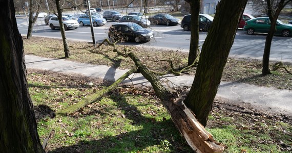 W sobotę przyszła druga fala zniszczeń po silnych podmuchach wiatru w Wielkopolsce. Strażacy do godziny 14.00 odebrali 2750 zgłoszeń z prośbą o pomoc po wichurze. 