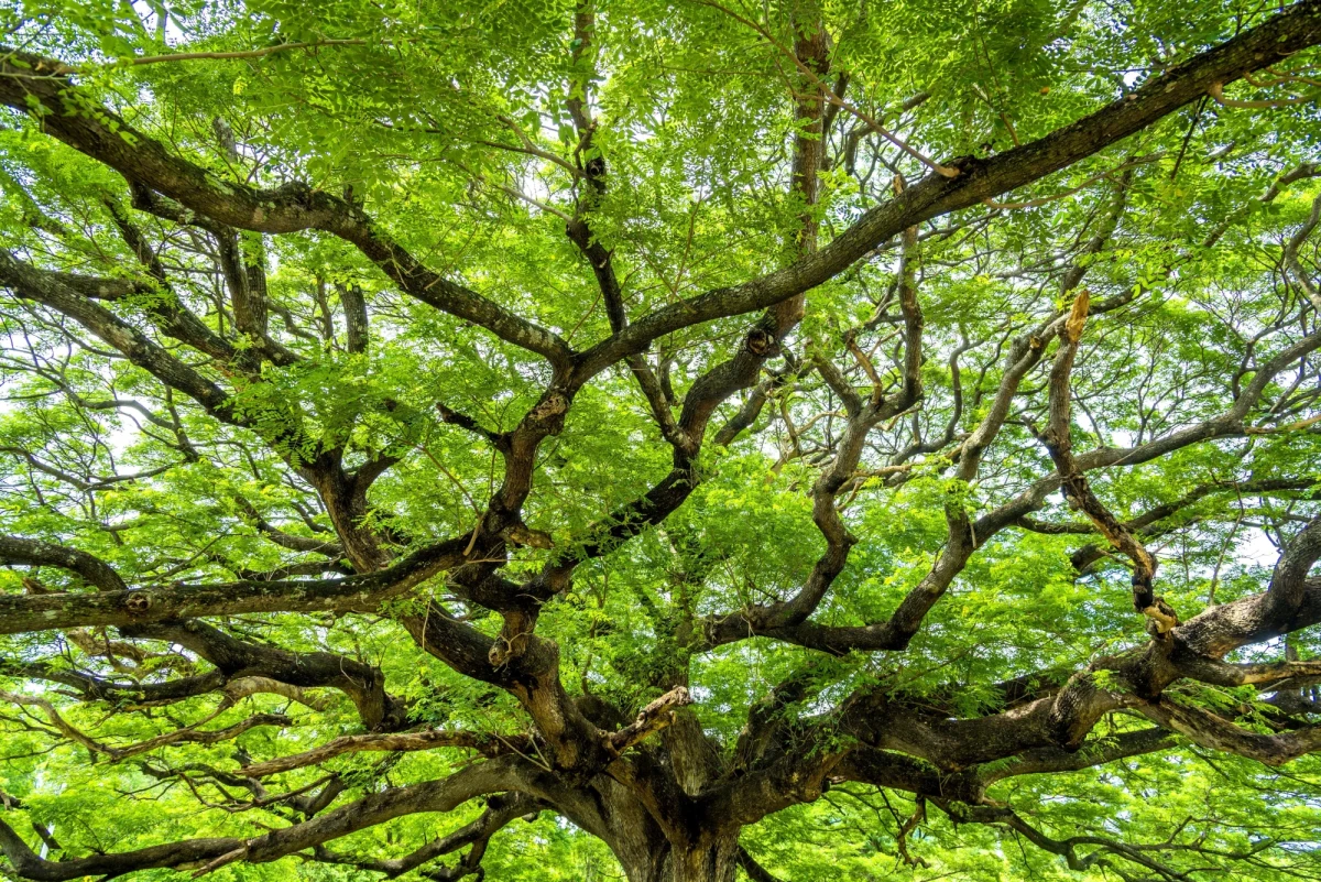 Dęby szypułkowe, buki, wiązy, wierzba biała, jesion, olsza czarna są wśród 18 drzew, które dołączą do krakowskiej listy pomników przyrody. Tym samym wykaz będzie liczył 371 obiektów szczególnych ze względu na wiek, wielkość, pokrój.