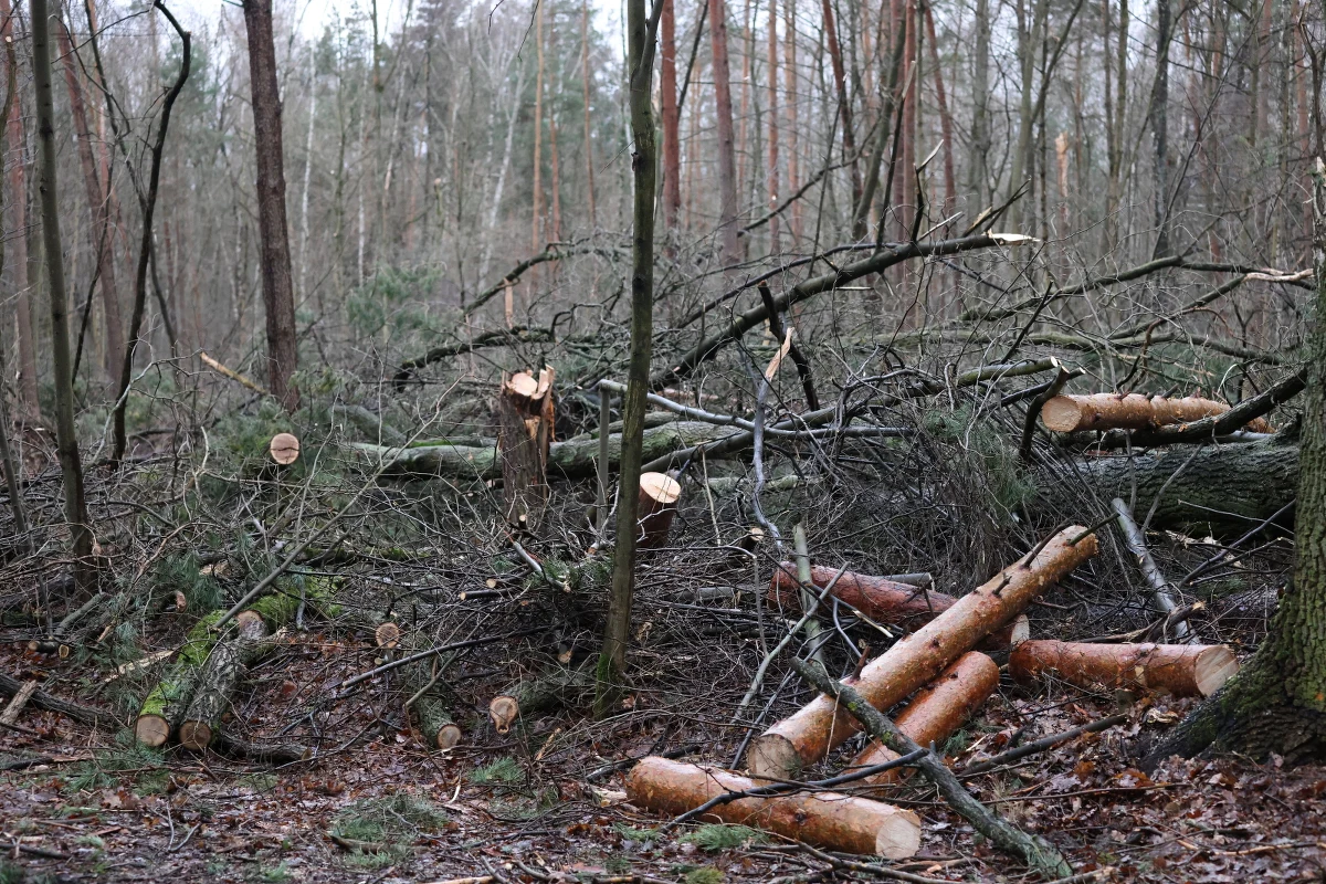 Prawie 1700 zgłoszeń wpłynęło do straży pożarnej z terenu województwa łódzkiego do godz. 18 w sobotę. Bez prądu w regionie jest nieco ponad 31 tysięcy odbiorców. 