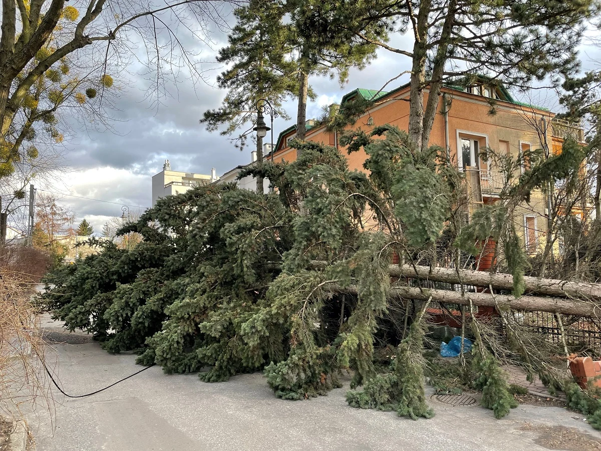 Sobotnie wichury w Polsce nie ominęły także Warszawy. W stolicy drzewo spadło na ambasadę Izraela, a elementy elewacji runęły z wieżowca na Złotej. Wiele drzew zostało połamanych lub wyrwanych z korzeniami.